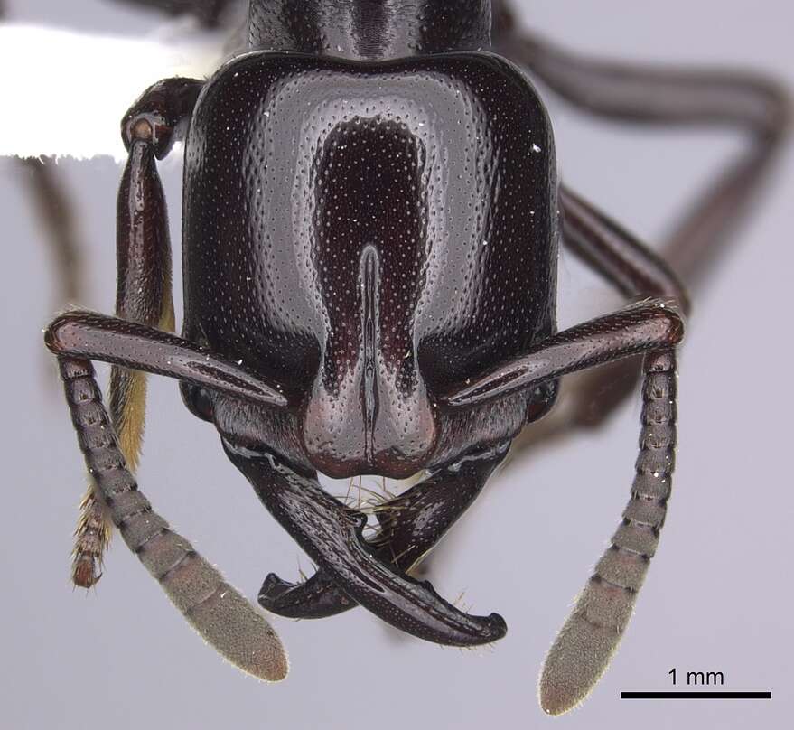 Image of Plectroctena minor Emery 1892