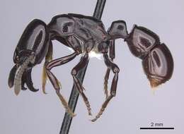 Image of Plectroctena minor Emery 1892