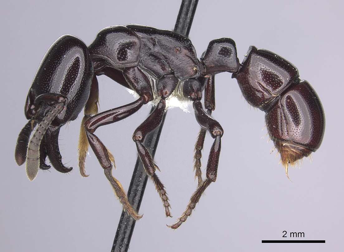 Image of Plectroctena minor Emery 1892