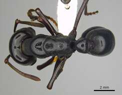 صورة Plectroctena mandibularis Smith 1858