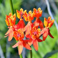 Image of fewflower milkweed