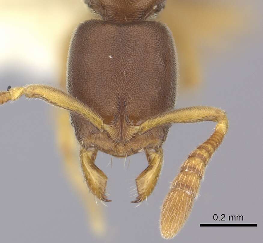 Image of Ponera incerta (Wheeler 1933)