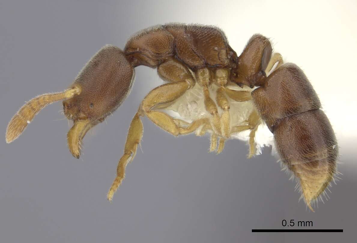 Image of Ponera incerta (Wheeler 1933)