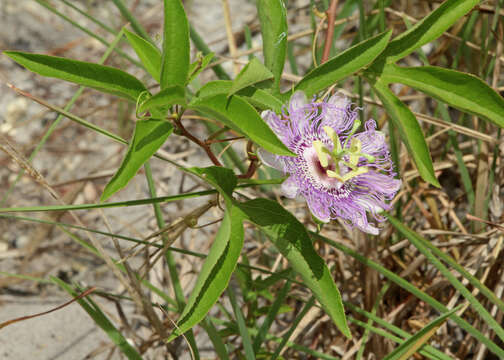 Plancia ëd Passiflora incarnata L.