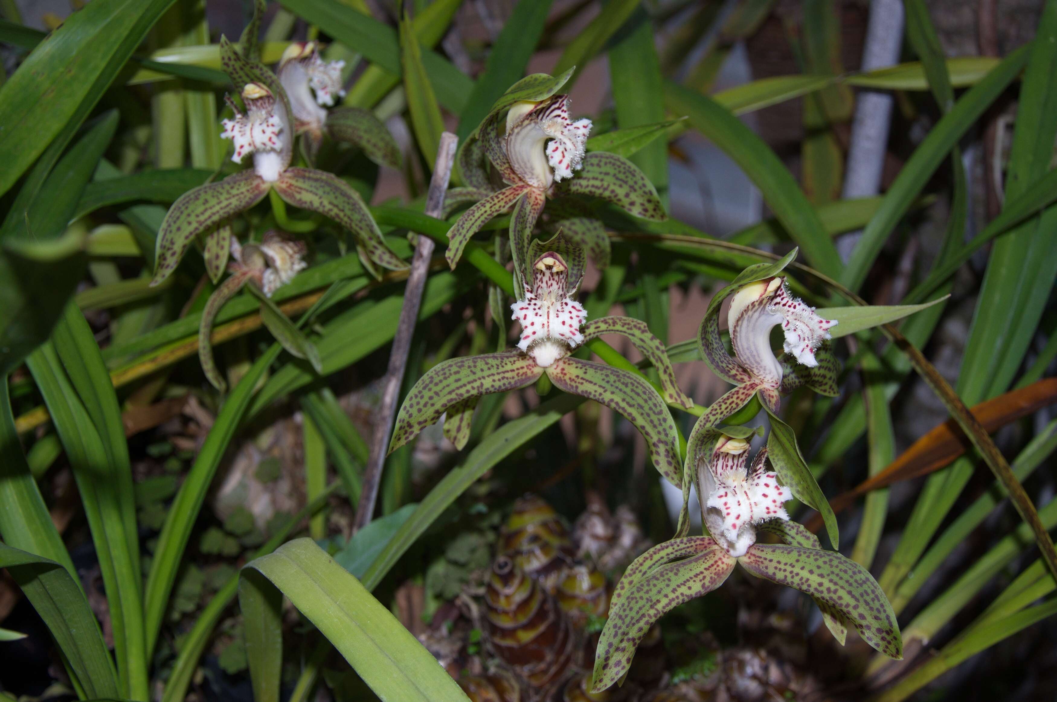 Image de Cymbidium iridioides D. Don