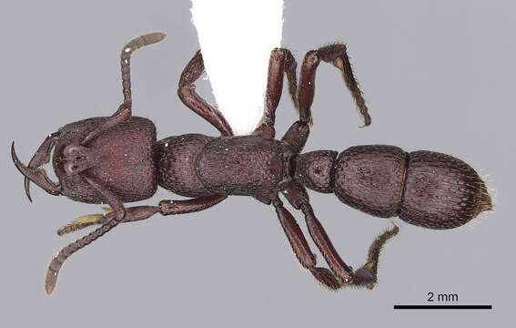 Image of Psalidomyrmex foveolatus Andre 1890