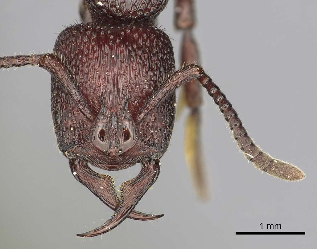 Image of Psalidomyrmex foveolatus Andre 1890