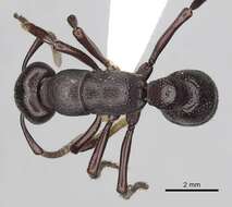 Image of Psalidomyrmex procerus Emery 1901