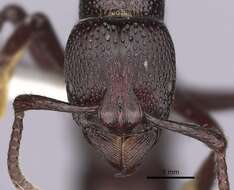 Image of Psalidomyrmex procerus Emery 1901