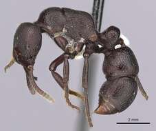 Image of Psalidomyrmex procerus Emery 1901