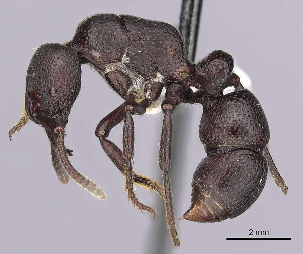 Image of Psalidomyrmex procerus Emery 1901