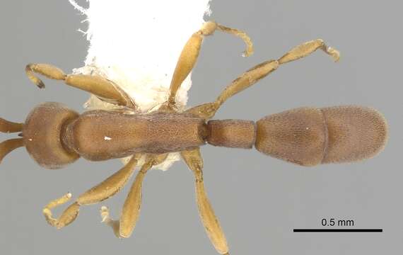 Imagem de Probolomyrmex guineensis Taylor 1965