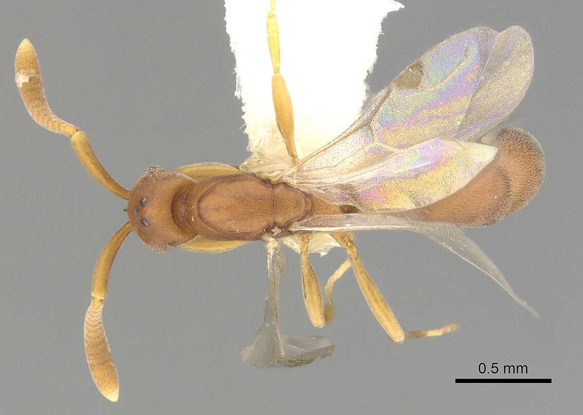 Image of Probolomyrmex procne Brown 1975