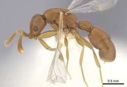 Image of Probolomyrmex procne Brown 1975