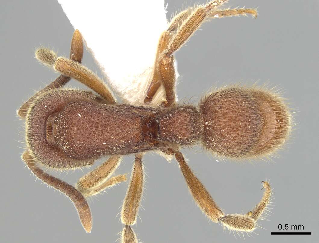 Image of Proceratium stictum Brown 1958