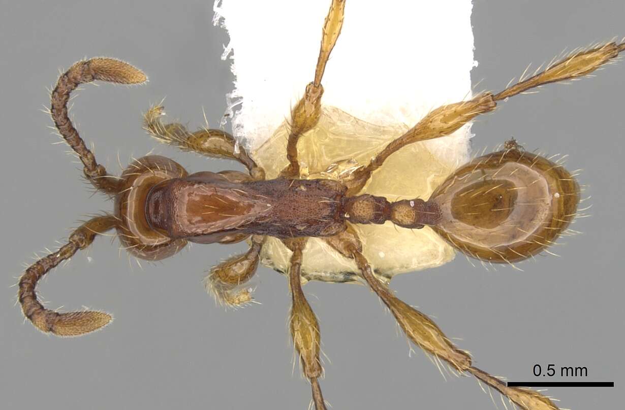 Image of Aenictus cornutus Forel 1900