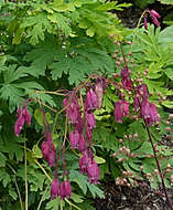 Image of Pacific bleeding heart