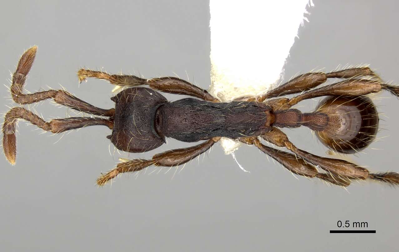 Image of Aenictus