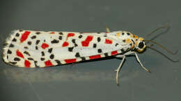 Utetheisa pulchella Linnaeus 1758 resmi