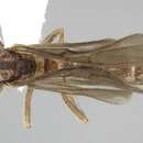 Image of Acanthostichus quadratus Emery 1895