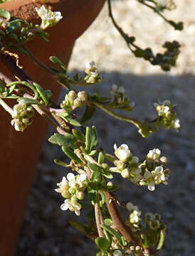 Image of Lepidium navasii (Pau) Al-Shehbaz