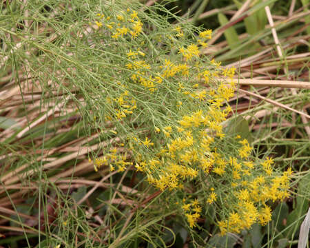 Image of Slender Goldentop