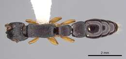 Image de Cylindromyrmex