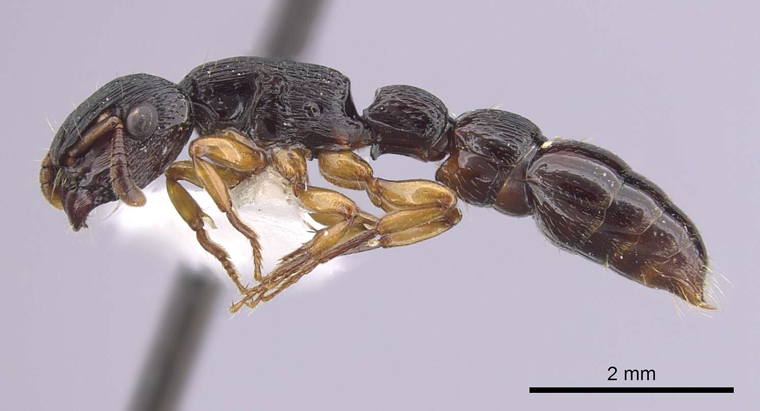 Image de Cylindromyrmex