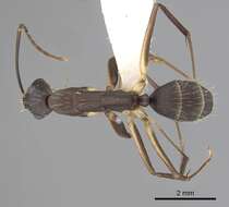 Imagem de Camponotus albicoxis Forel 1899