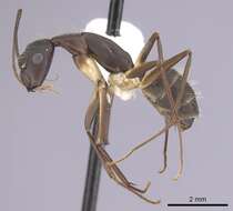 Imagem de Camponotus albicoxis Forel 1899