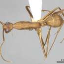 Image of Camponotus obreptivus Forel 1899