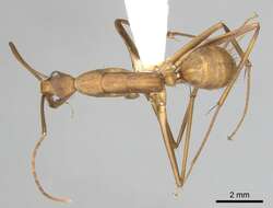 Imagem de Camponotus obreptivus Forel 1899