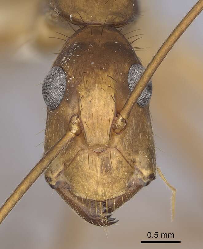 Imagem de Camponotus obreptivus Forel 1899