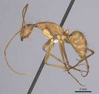 Imagem de Camponotus obreptivus Forel 1899