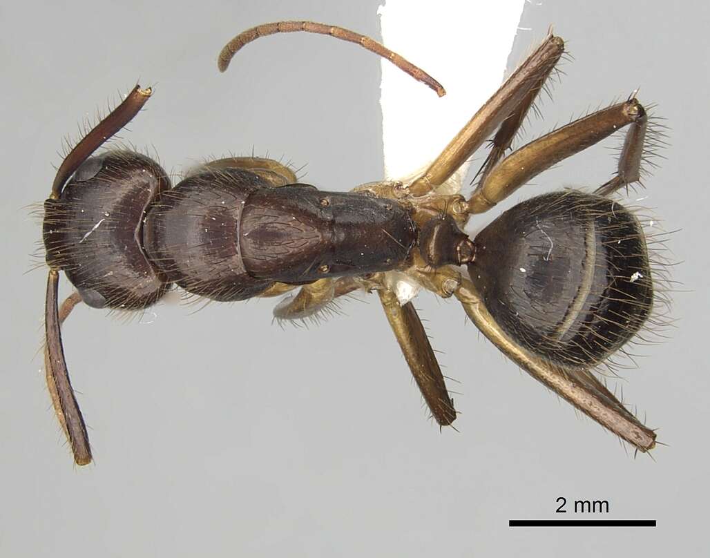 Image of Florida Carpenter Ant