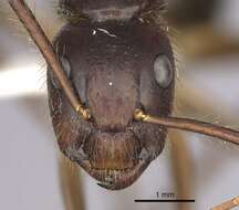 Image of Florida Carpenter Ant