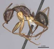 Image of Florida Carpenter Ant