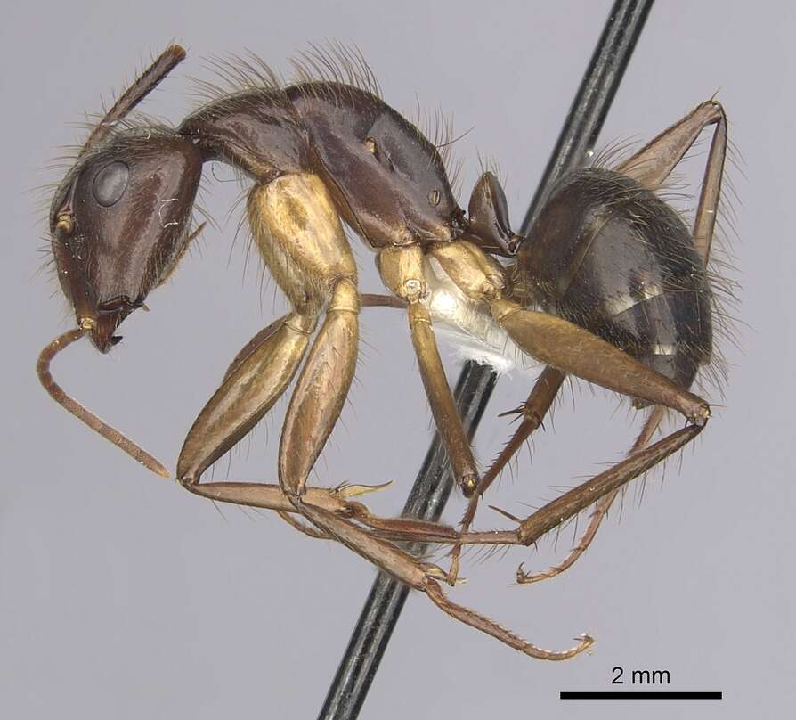 Image of Florida Carpenter Ant