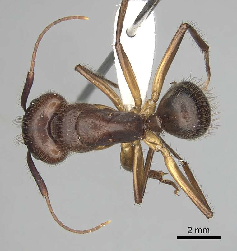 Image of Florida Carpenter Ant