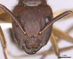 Image of Florida Carpenter Ant