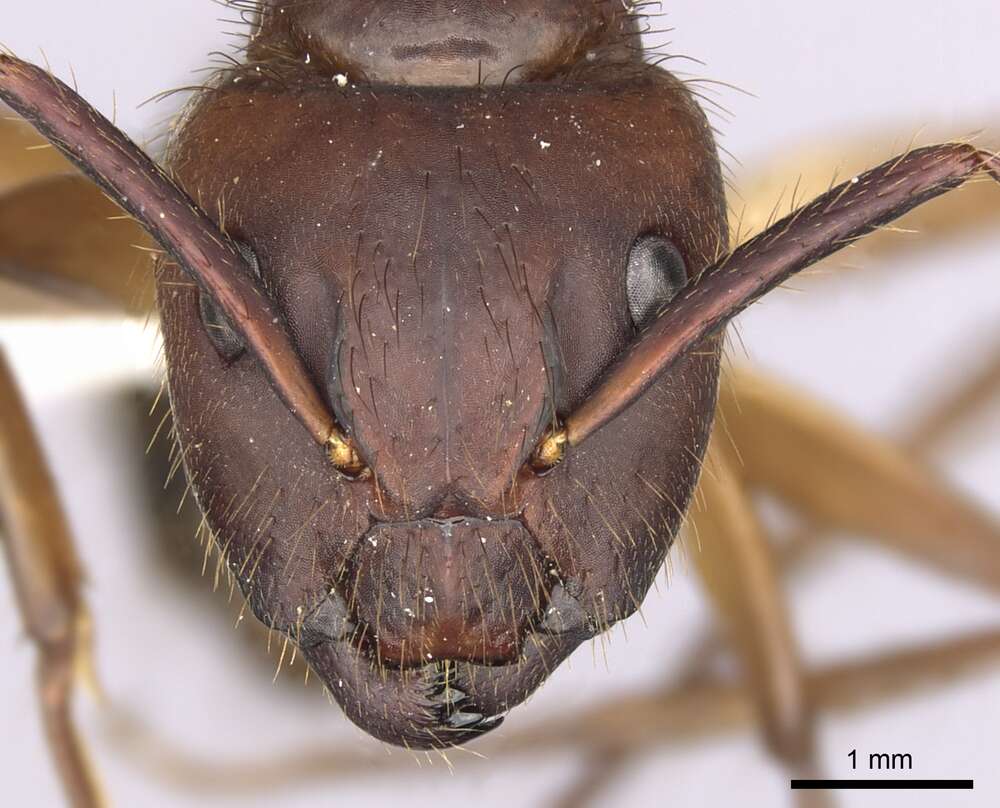 Image of Florida Carpenter Ant