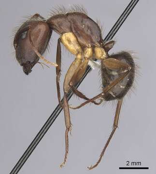 Image of Florida Carpenter Ant