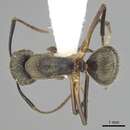 Image of Camponotus femoratus (Fabricius 1804)