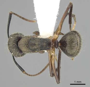 Image of Camponotus femoratus (Fabricius 1804)