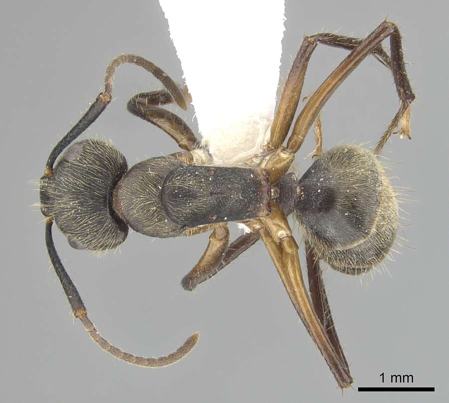 Plancia ëd Camponotus femoratus (Fabricius 1804)