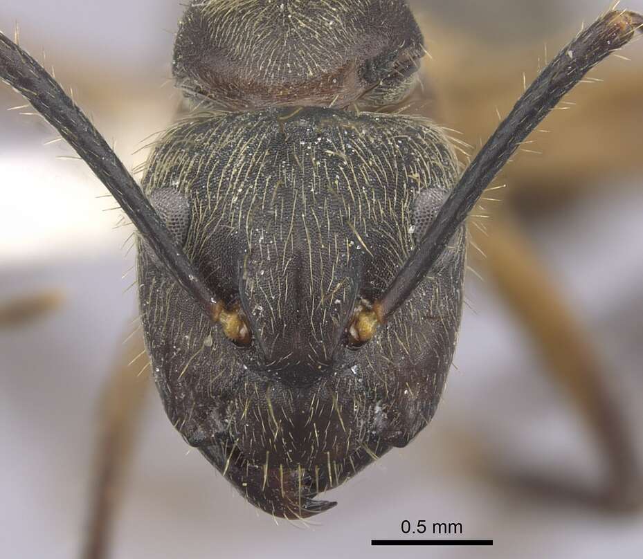 Plancia ëd Camponotus femoratus (Fabricius 1804)