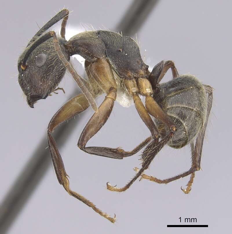 Plancia ëd Camponotus femoratus (Fabricius 1804)