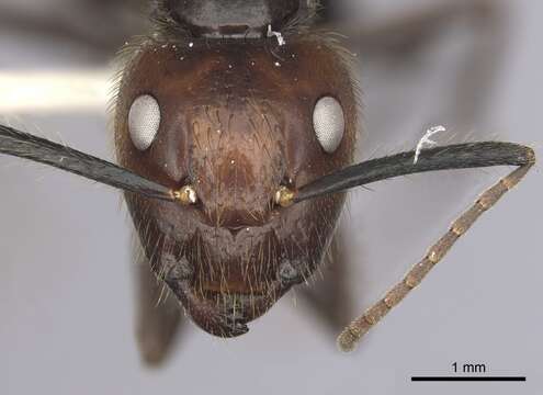 Image of Camponotus bugnioni Forel 1899