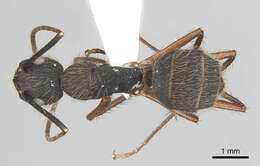 Plancia ëd Camponotus rufipes (Fabricius 1775)