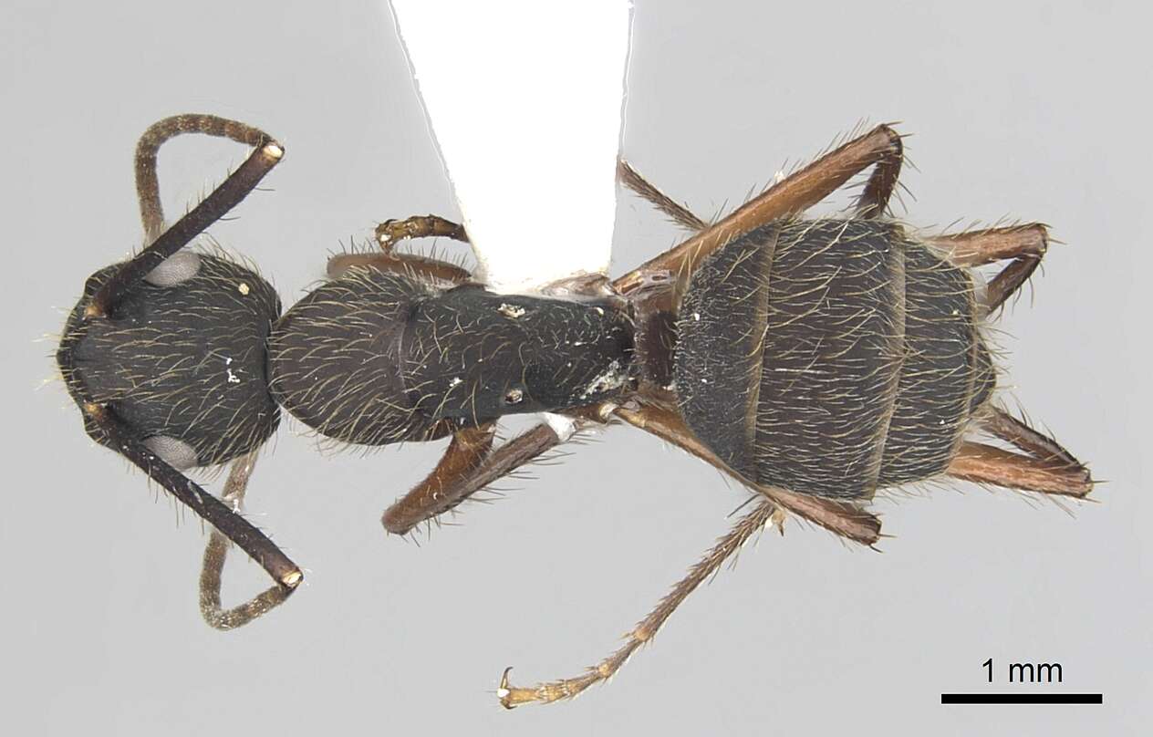 Image of Camponotus rufipes (Fabricius 1775)